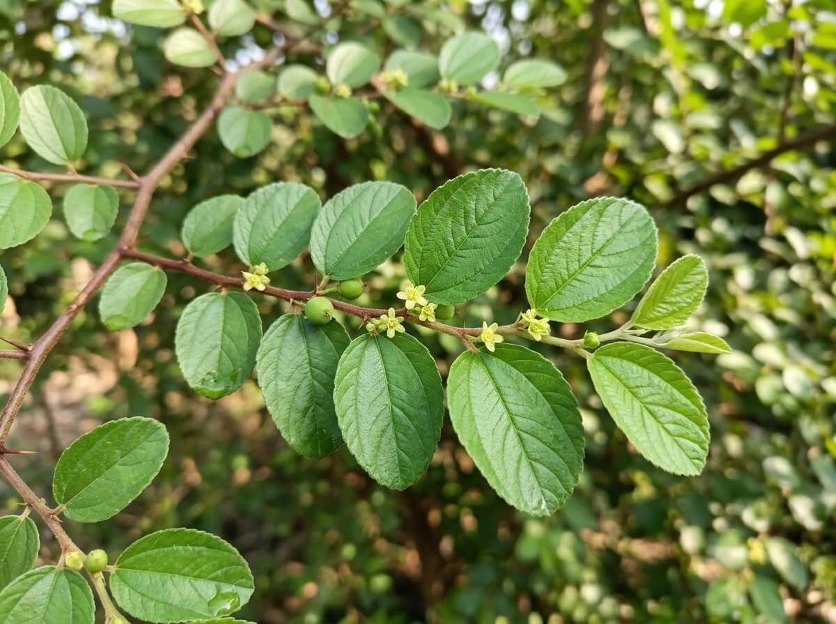 Daun Bidara